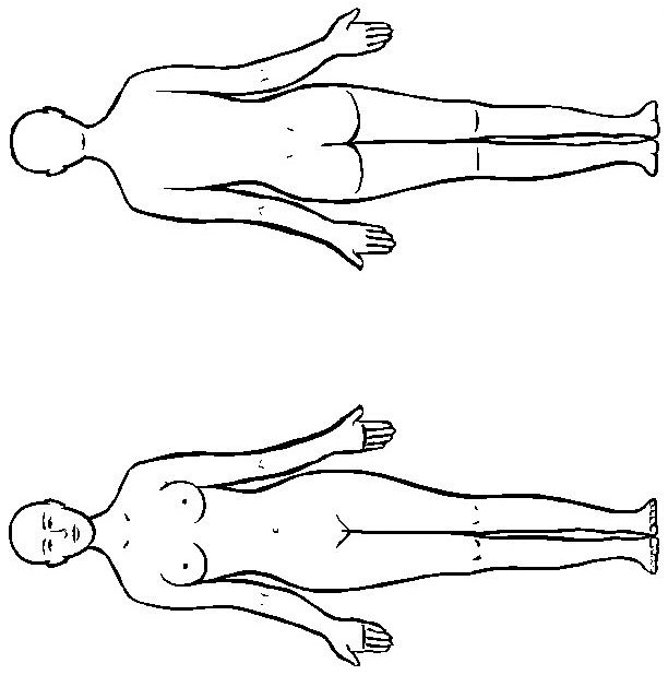 Anatomia-10.gif