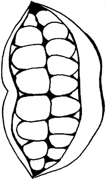 Anatomia-11.gif