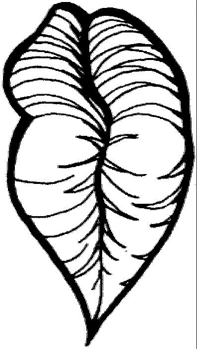 Anatomia-15.gif